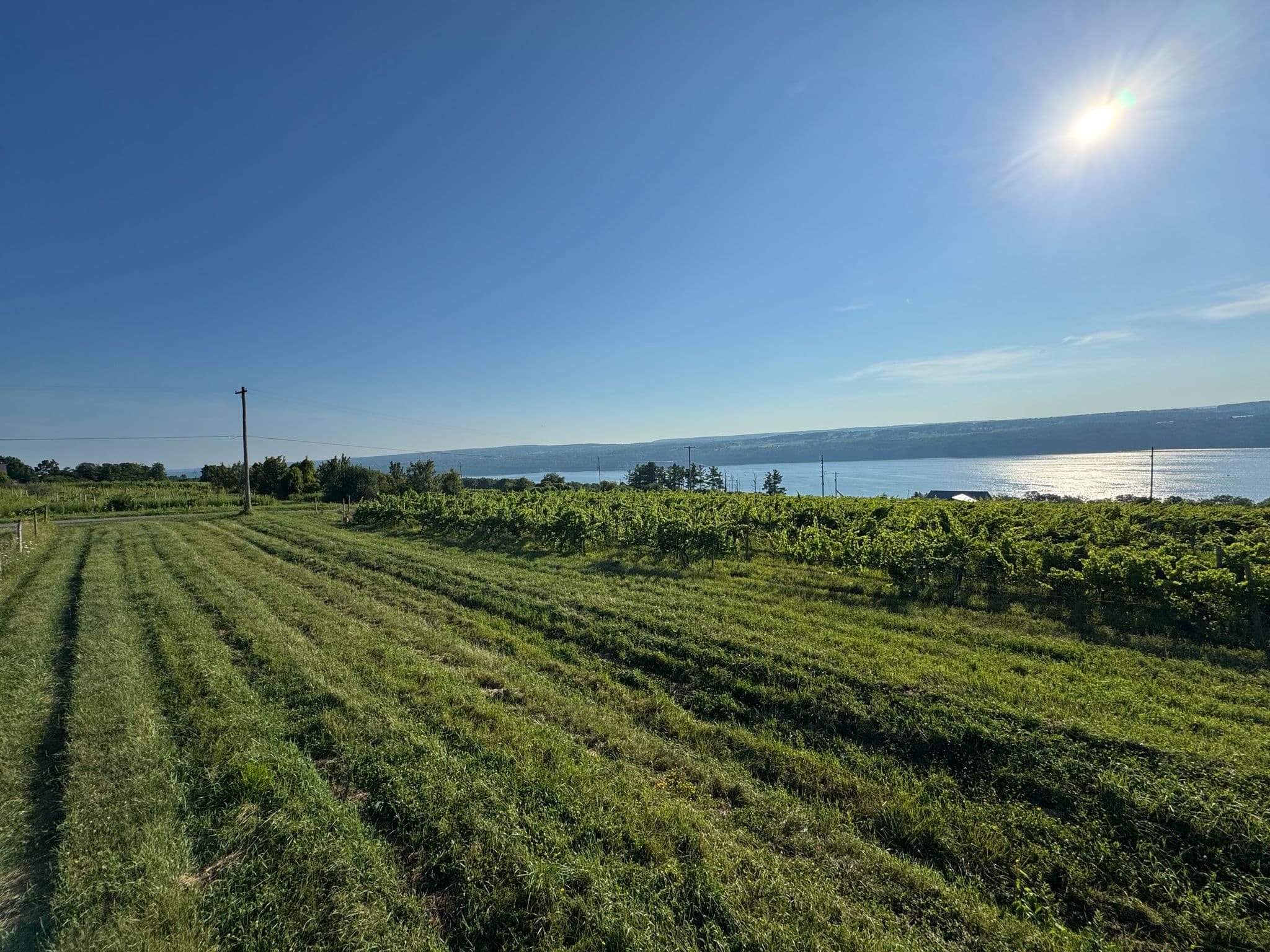 The 20 acres of vineyard we own on Seneca Lake.